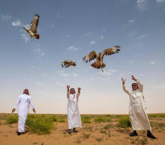 بالصور شواطئ المملكة تعجّ بالطيور!