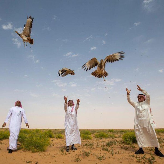 بالصور شواطئ المملكة تعجّ بالطيور!