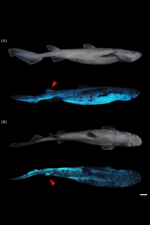 اكتشاف أكبر سمكة قرش مضيئة