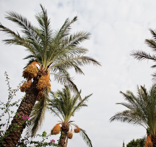 عنصر مغذٍّ في زيت النخيل قد لم تسمعي عنه من قبل