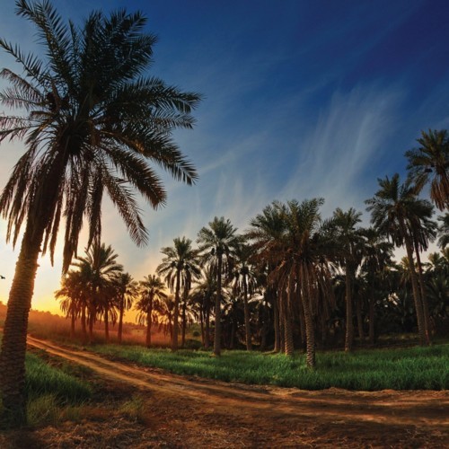 أين تقع أكبر واحة نخيل في العالم، وما تاريخها ومميّزاتها؟