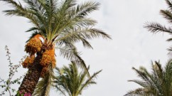 عنصر مغذٍّ في زيت النخيل قد لم تسمعي عنه من قبل