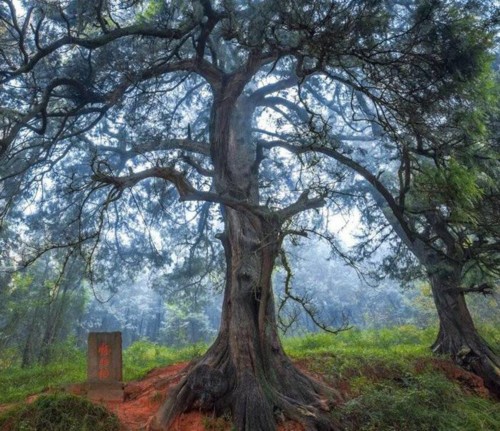 أشجار يتجاوز عمرها الـ 5 آلاف عام!