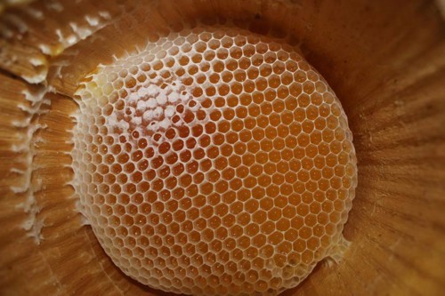 عسل السدر وفوائده
