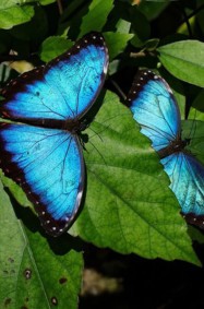 كرّس حياته لزراعة الفراشات الزرقاء النادرة!
