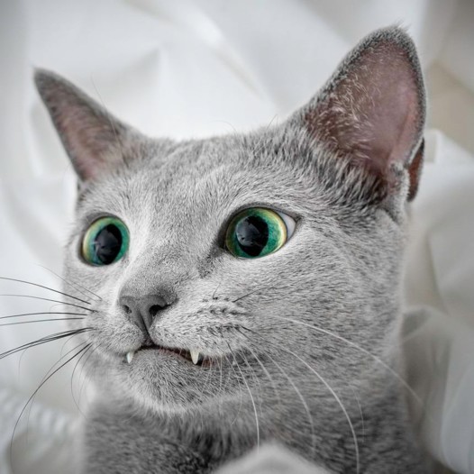 بالصور: قطط زرقاء روسية تثير إعجاب الآلاف