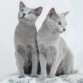 بالصور: قطط زرقاء روسية تثير إعجاب الآلاف