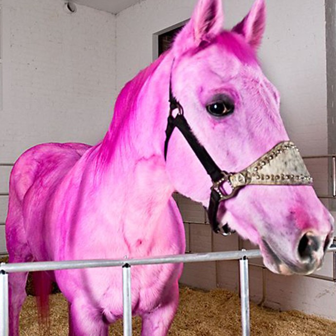 الحصان الوردي في أبوظبي!