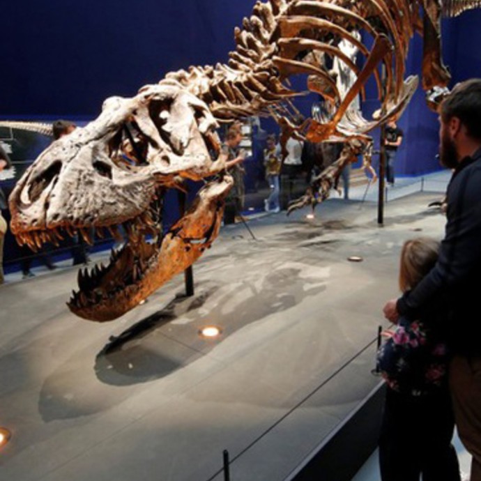 عرض أول هيكل حقيقي لديناصور مره 67 مليون سنة!