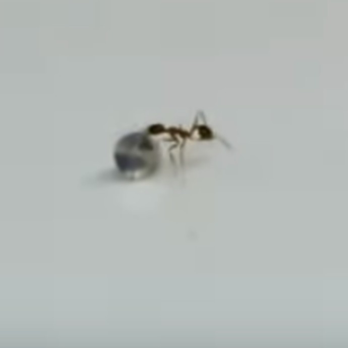 بالفيديو:نملة تحاول سرقة الألماس!