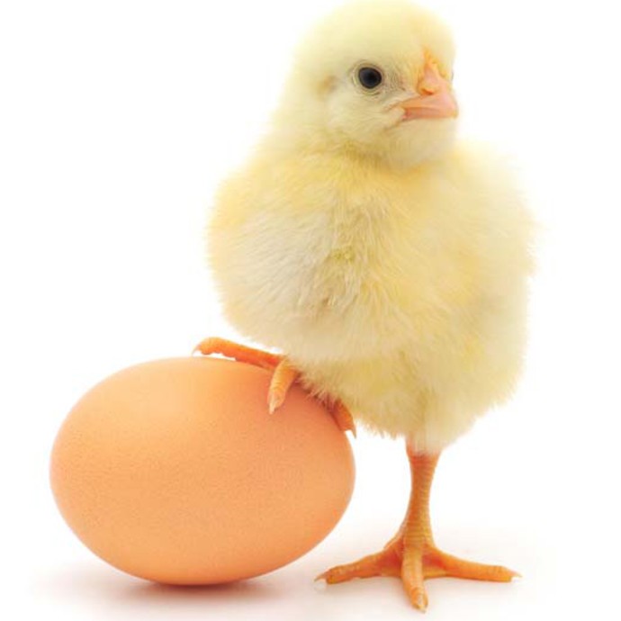 علماء يحلون لغز البيضة أولاً أو الدجاجة!