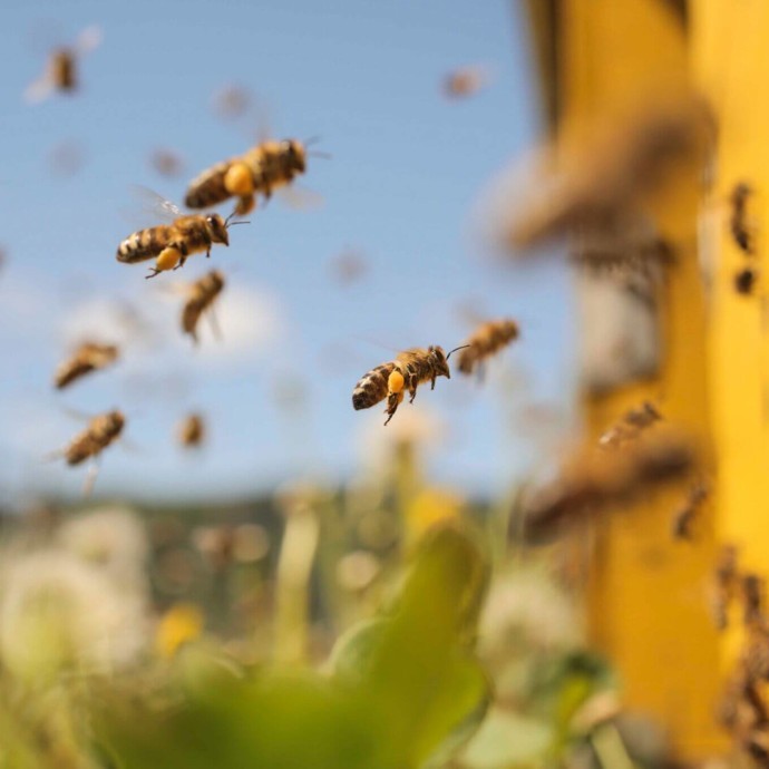 بالفيديو:شاب هندي قادر على تناول النحل الحي