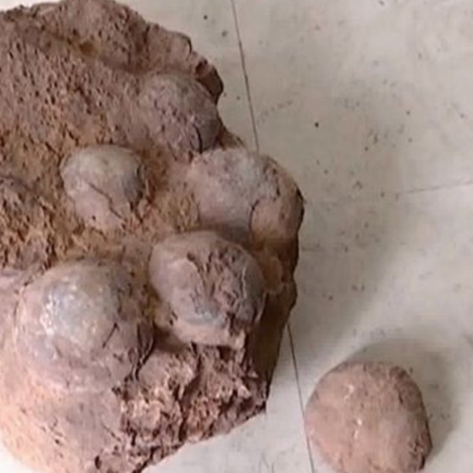 طلاب يعثرون على بيض ديناصور نادر في الصين!