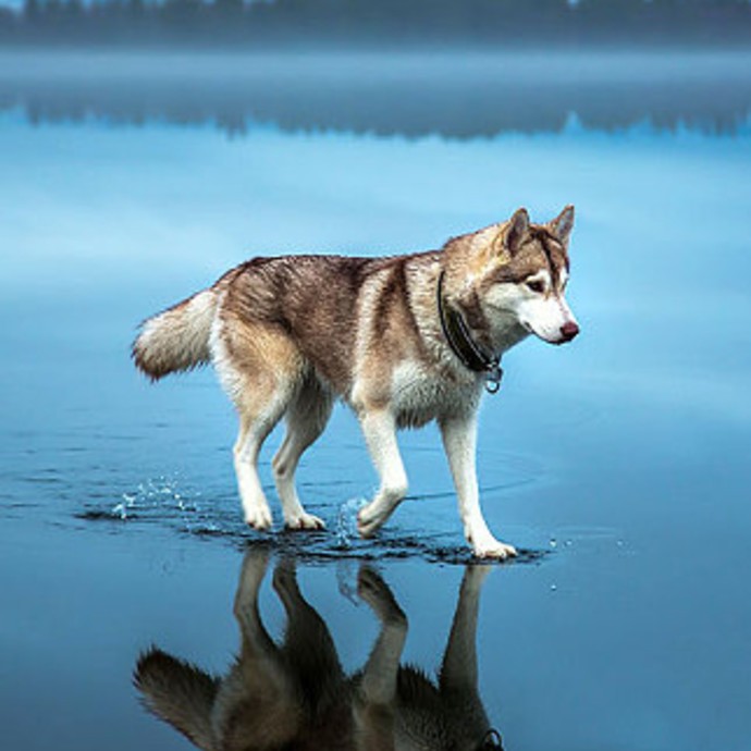 بالصورة:كلاب تمشي على الماء!