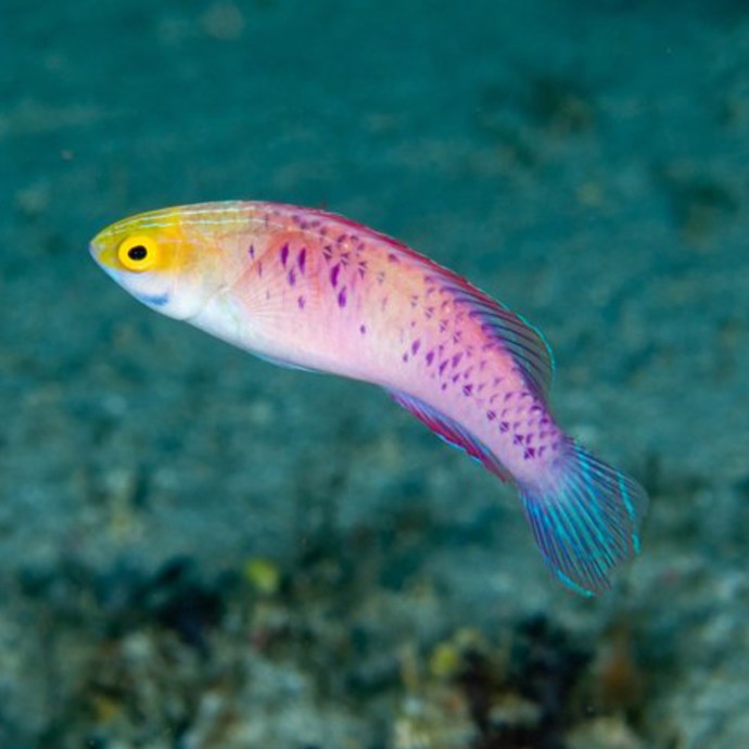 اكتشاف نوع جديد من الأسماك الملونة