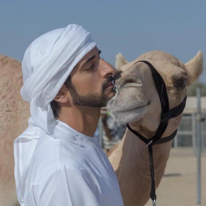 بالفيديو:الإبل تستجيب لنداء ولي عهد دبي