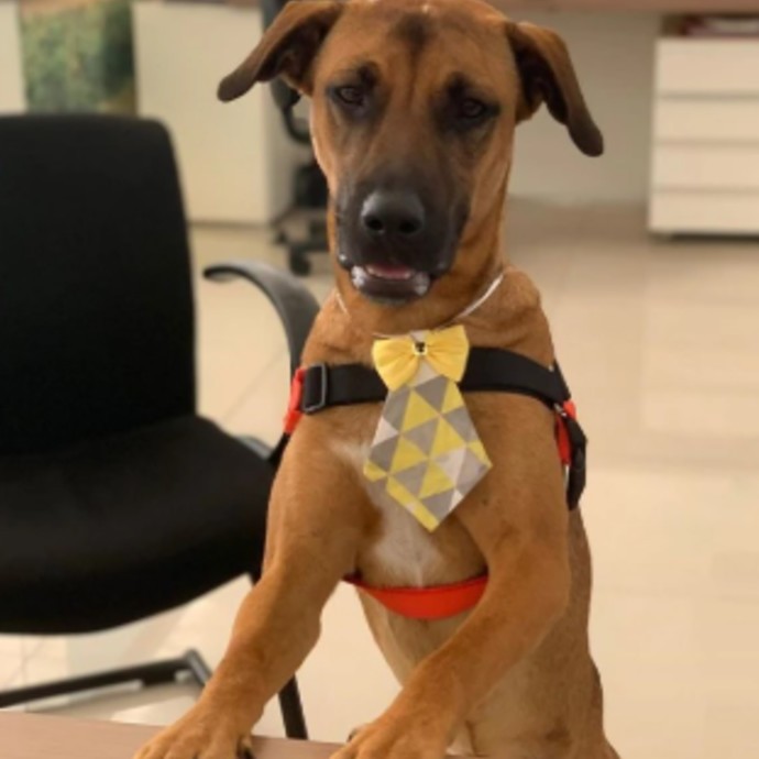 هيونداي تعين كلباً كموظف للمبيعات في البرازيل