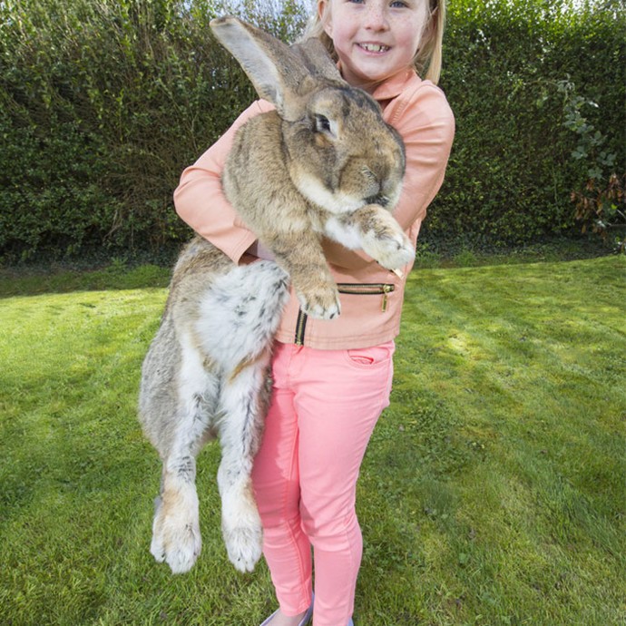 بالصور:أكبر أرنب في العالم يزن 22 كلغ