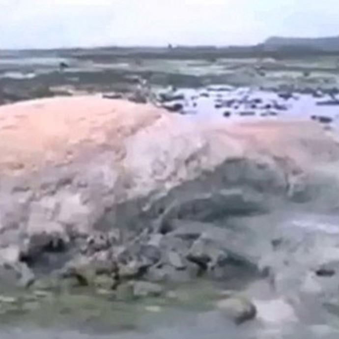 بالفيديو: حيوان غريب على الشواطىء اليابانية!