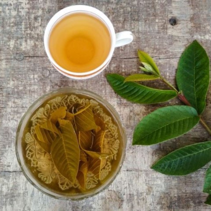 فوائد شاي أوراق الجوافة في إنقاص الوزن