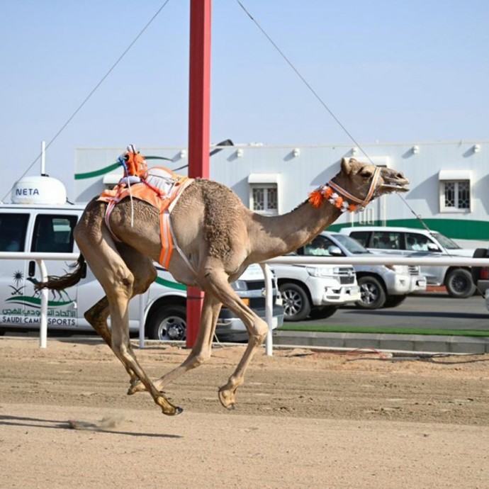 السعوديون يكتسحون الثنايا بـ 3 كؤوس!