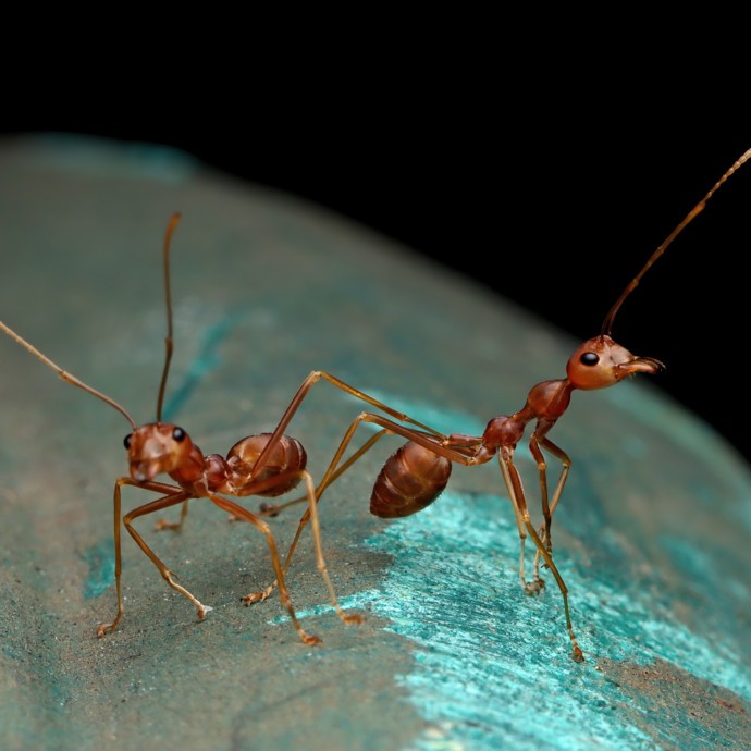 "يشم السرطان": قدرات هائلة للنمل لا تخطر ببال أحد!
