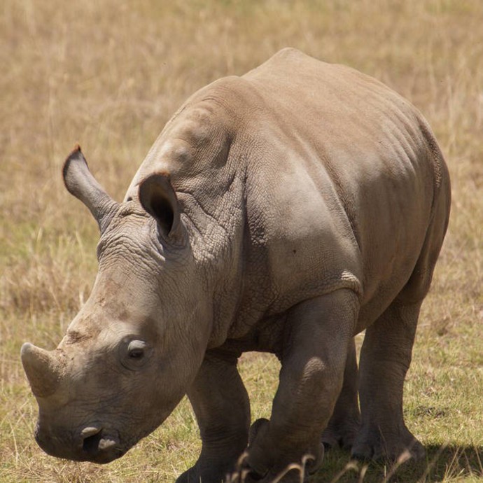 ضبط 41 كيلوغراماً من قرون وحيد القرن