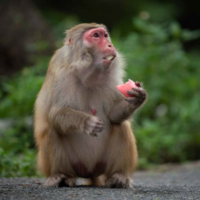 بالفيديو: مشهد طريف لقرد يطلب إلقاء نظرة على رضيع