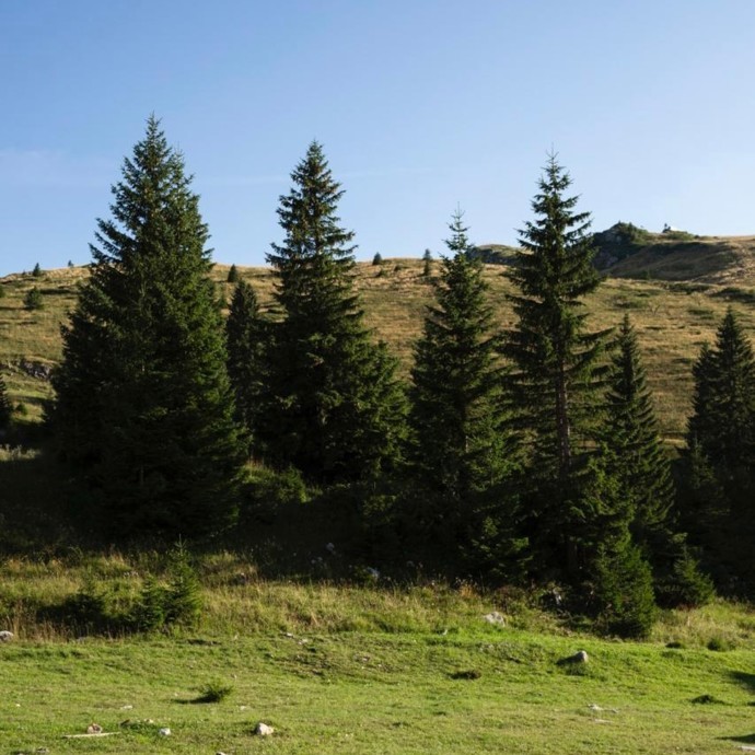 اكتشاف أشجار تنتج ذهبًا في فنلندا