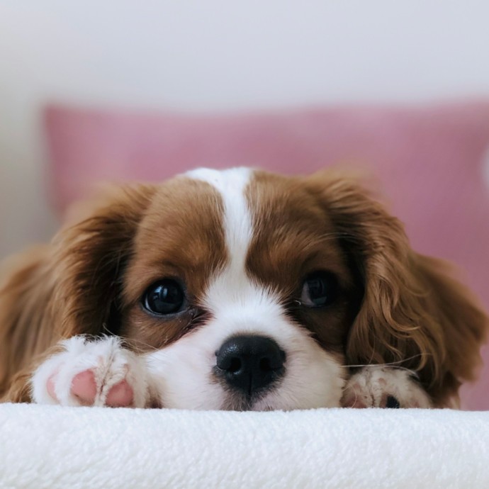 اكتشاف سرّ وفاء الكلاب لأصحابها