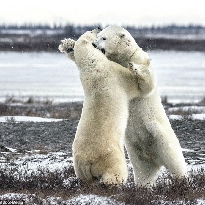 بالصور- الدب القطبي المفكر