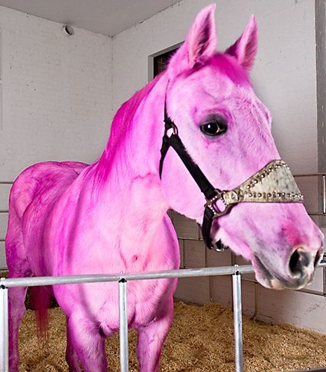 الحصان الوردي في أبوظبي!