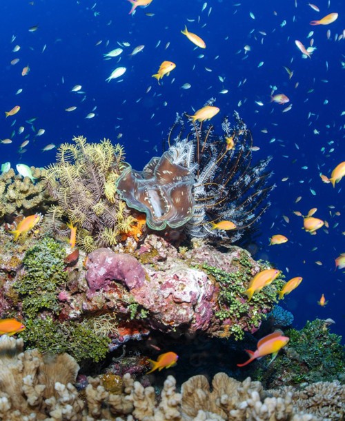 مشاريع سيكس سينسيز لحماية أعماق المحيط الهندي