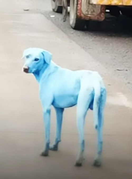 بالفيديو: ألوان كلاب مومباي زرقاء..لماذا؟!
