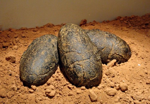 بالفيديو: العثور على 20 بيضة ديناصور في الصين!