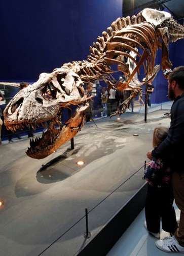 عرض أول هيكل حقيقي لديناصور مره 67 مليون سنة!