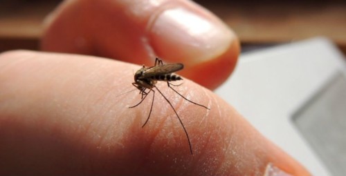 ما هي الملاريا؟ أسبابها وأعراضها وعلاجها