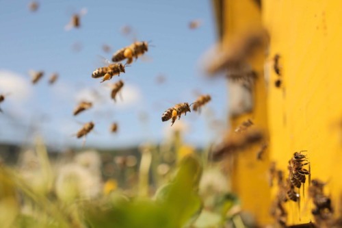 بالفيديو:شاب هندي قادر على تناول النحل الحي