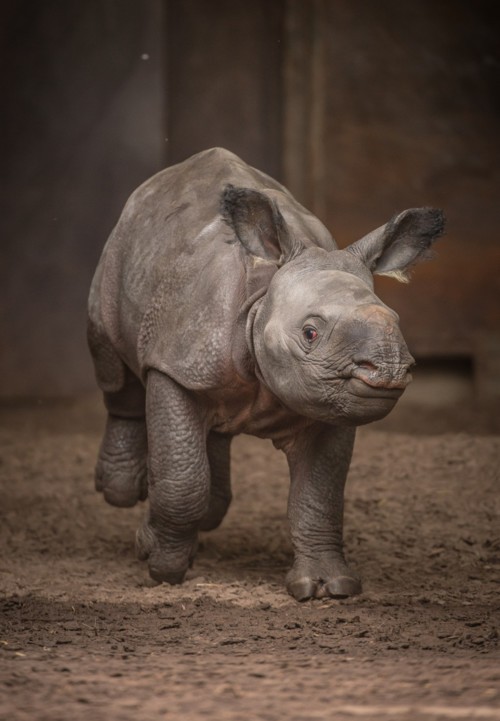 بالفيديو:ولادة أول وحيد قرن هندي بالتلقيح الصناعي