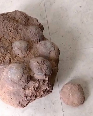 طلاب يعثرون على بيض ديناصور نادر في الصين!