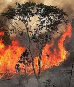 ها هي الأسباب الحقيقية لحرائق الأمازون