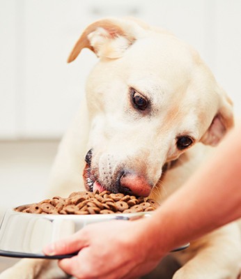 رجل يتناول طعام الكلاب 30 يومياً
