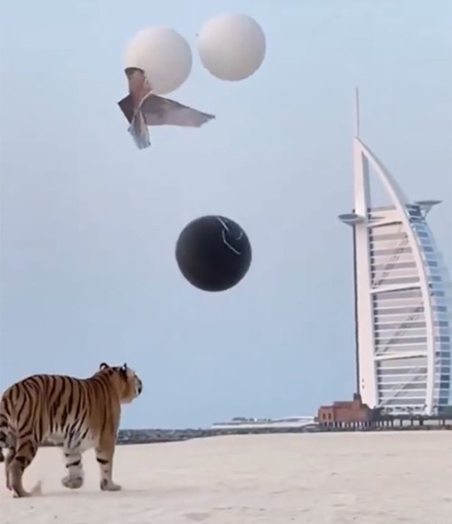 بالفيديو: نمر يكشف عن جنس مولود