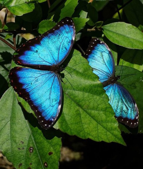 كرّس حياته لزراعة الفراشات الزرقاء النادرة!