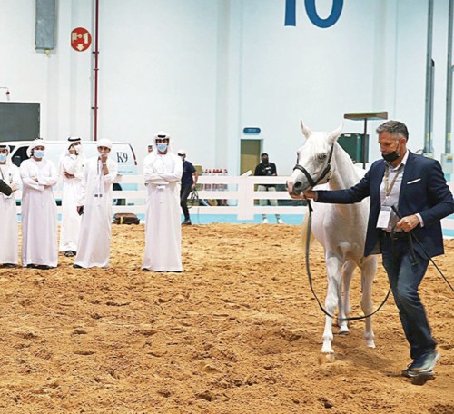 مزاد للخيول العربية وهذه تفاصيله