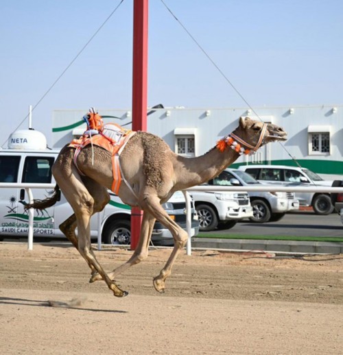 السعوديون يكتسحون الثنايا بـ 3 كؤوس!