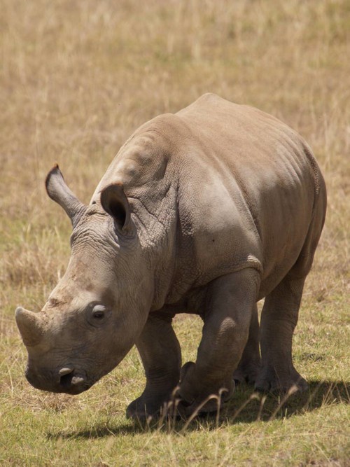 ضبط 41 كيلوغراماً من قرون وحيد القرن