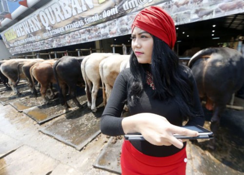 معرض للأبقار الفاخرة في إندونيسيا