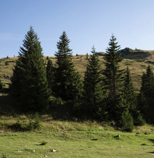 اكتشاف أشجار تنتج ذهبًا في فنلندا