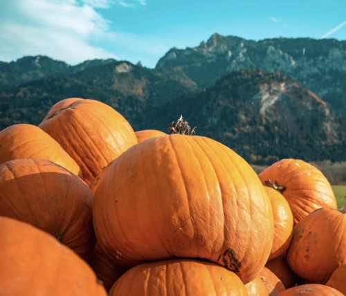 شخص يبحر في قارب من قرع عملاق لمسافة هائلة